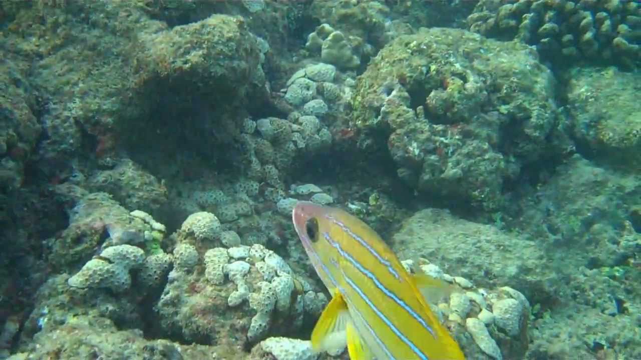 Bluestripe Snapper