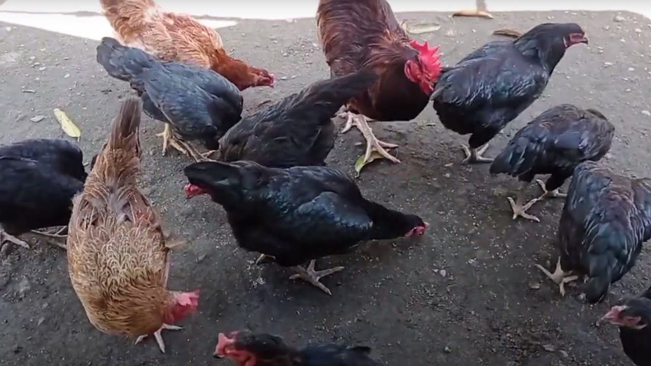 Native Paraokan Chicken, Joloano Chicken and Heritage Chicken Breeding