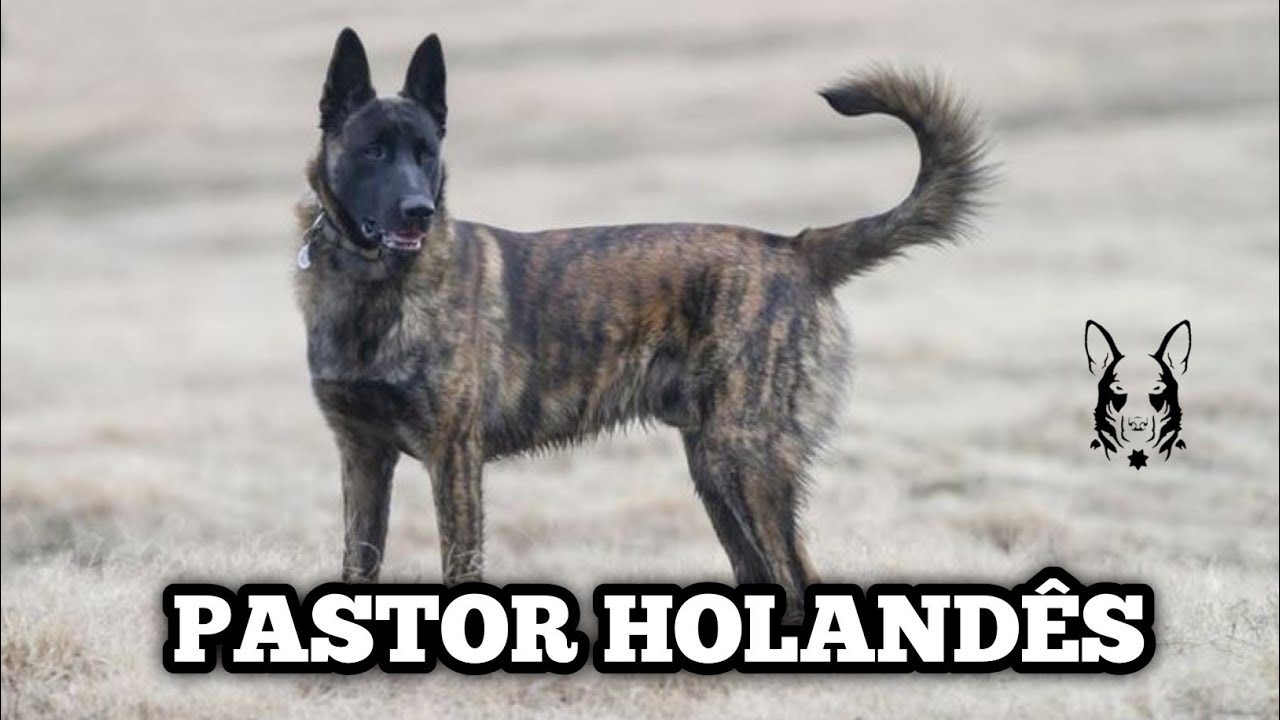 PASTOR HOLANDÊS o melhor dos cães