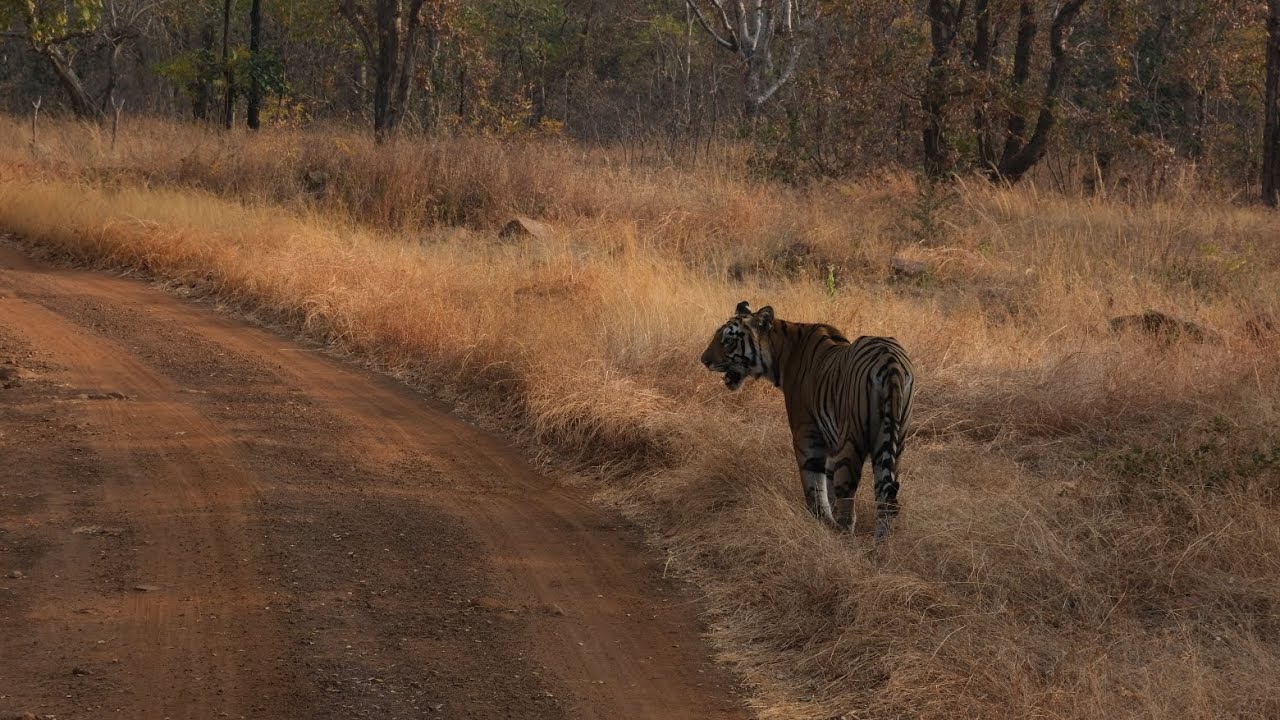 Brief encounter with super tigress Nayantara of Alizanza, Tadoba