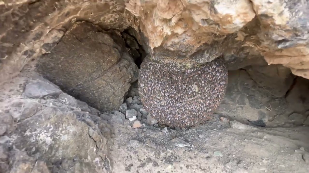 البحث عن عسل 🍯 وحصلت 😁