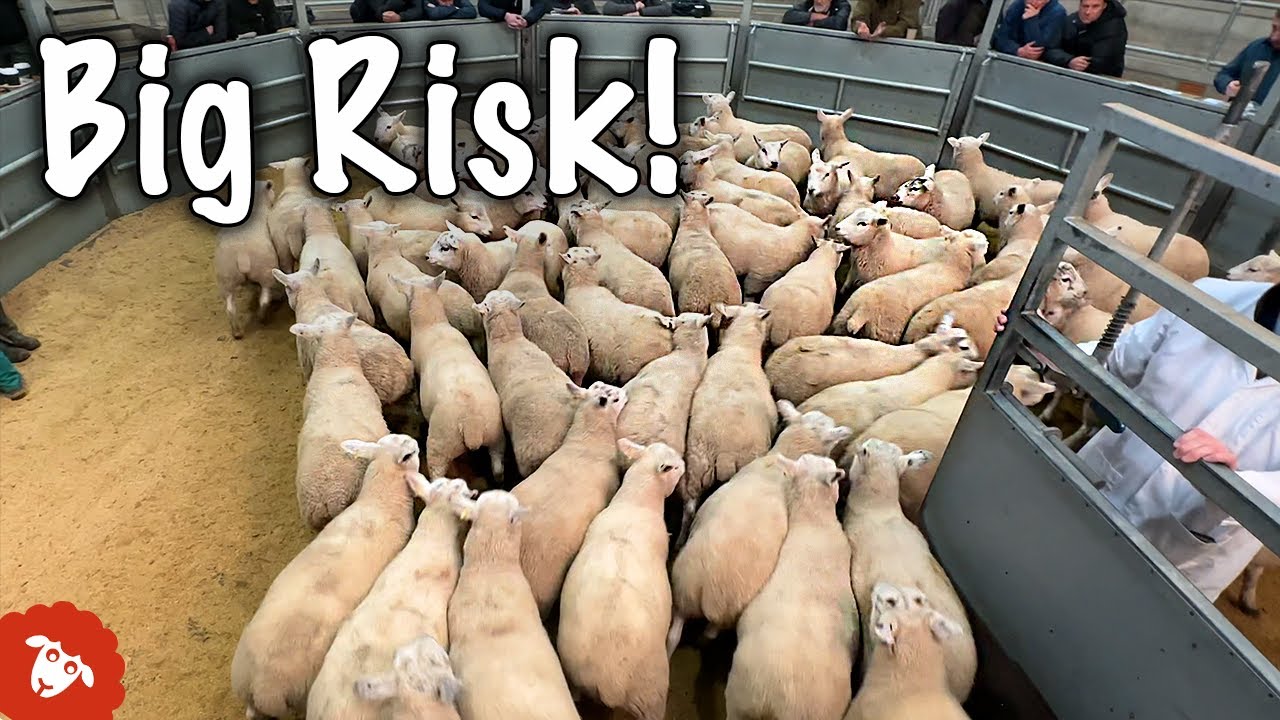 Selling 226 lambs at ONE SALE!!
