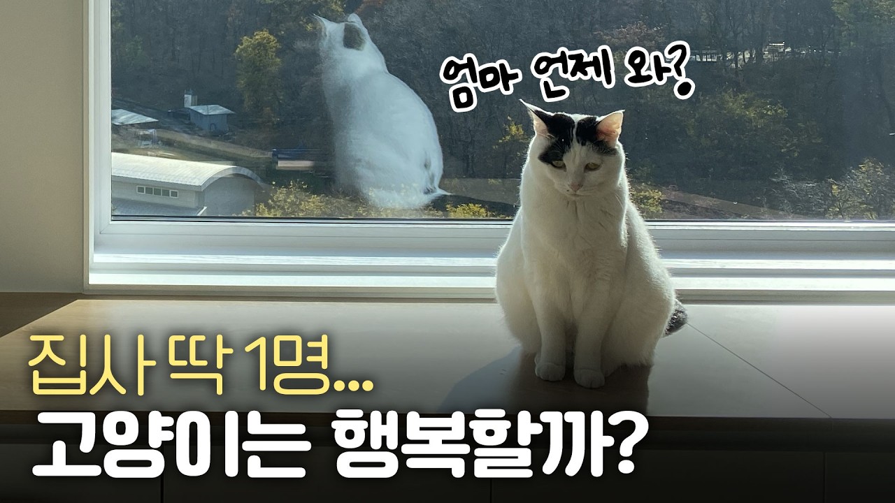 몇 명이랑 살아야 고양이는 만족할까? 1인가구 vs 다인가구ㅣ미야옹서베이