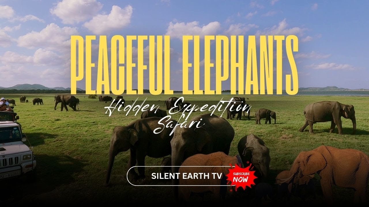 Peaceful Elephants of Sri Lanka | Silent Wildlife Journey | Silent Earth TV