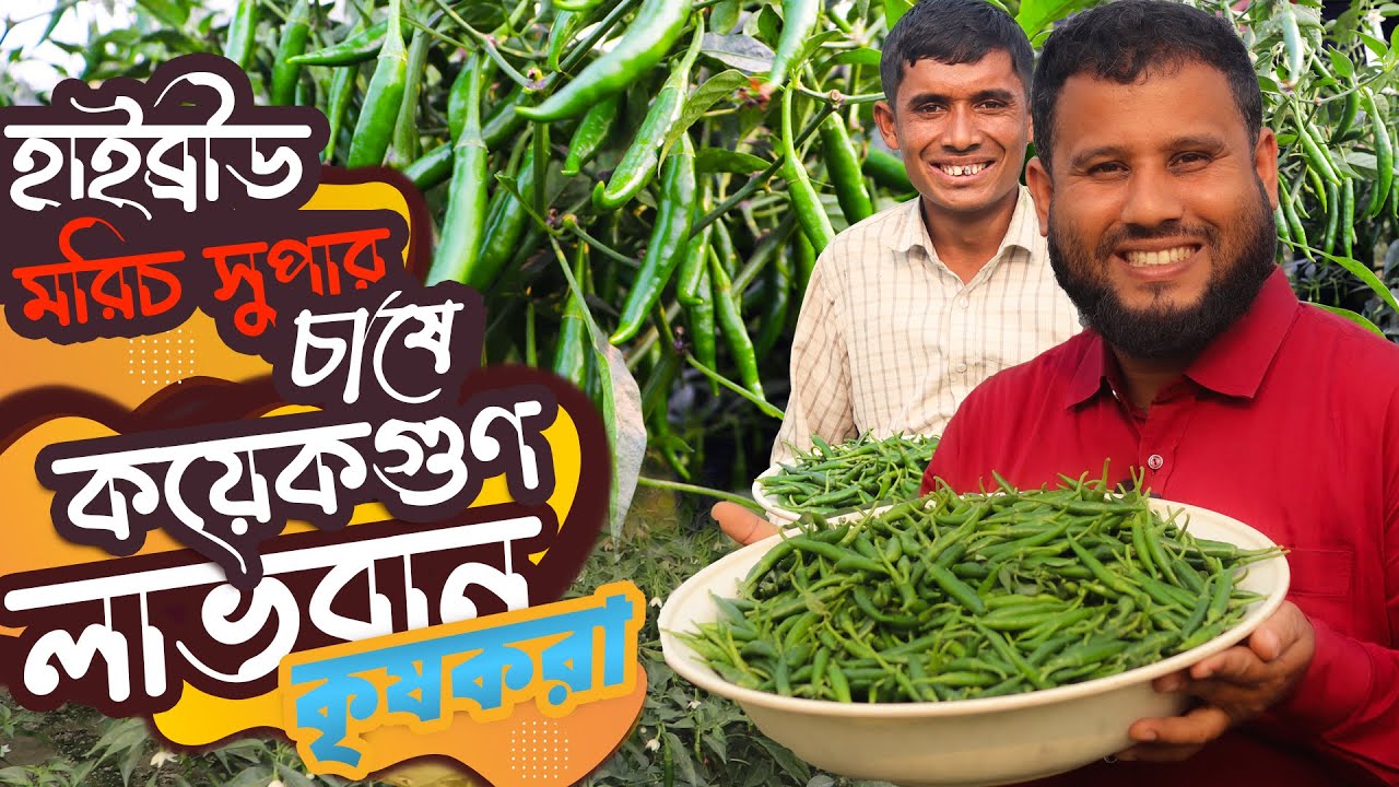 হাইব্রীড মরিচ চাষে কয়েকগুণ লাভবান হচ্ছে কৃষকরা | মরিচ চাষ পদ্ধতি A to Z | morich chas poddhoti
