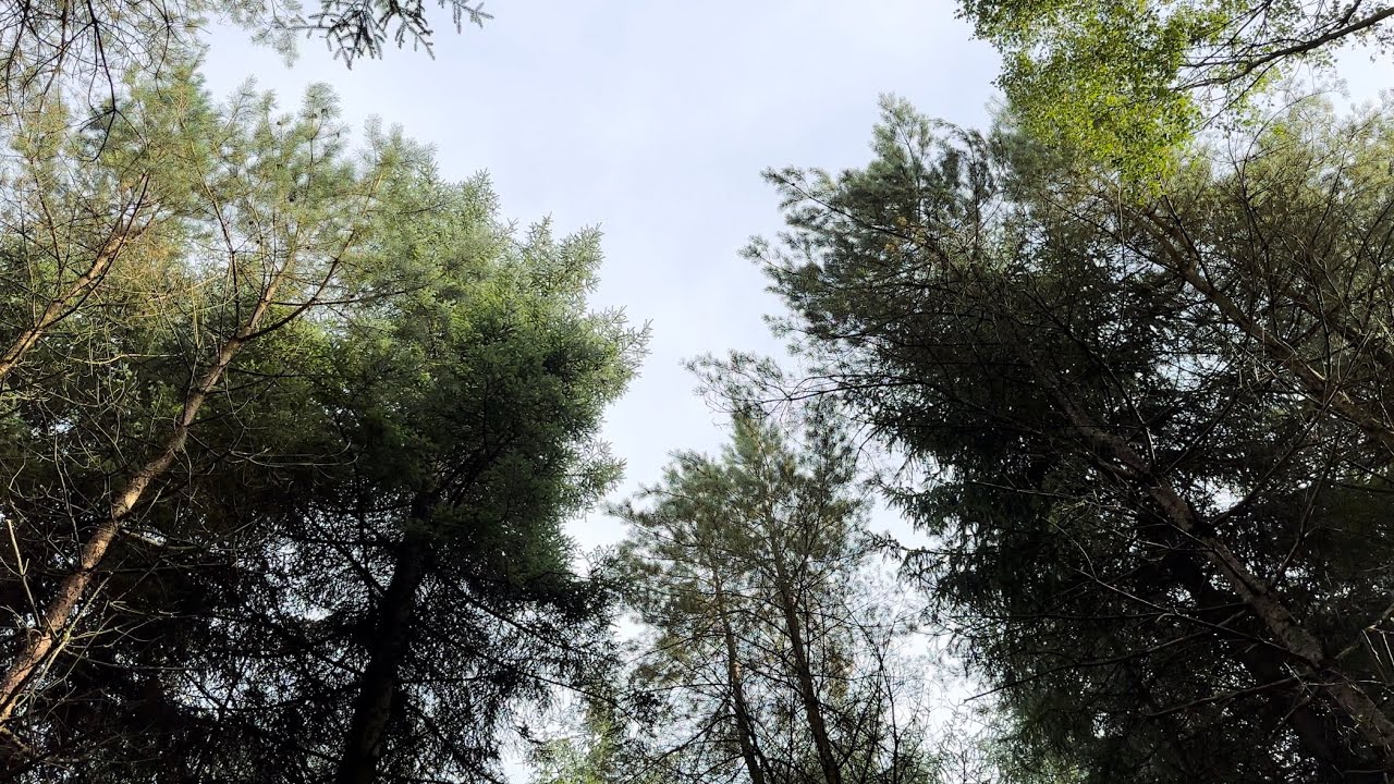 Exploring Darwin Forest