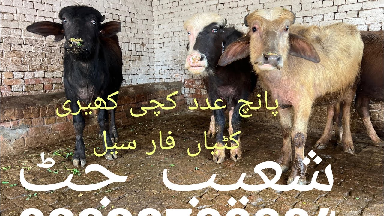 پانچ عدد کچی کھیری کٹیاں فار سیل لوکیشن چوک مرلے تحصیل عارف والا ضلع پاک پتن 03090760864