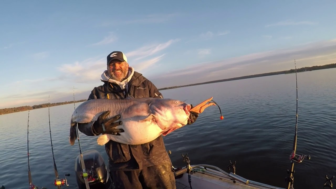 James river big blue catfish