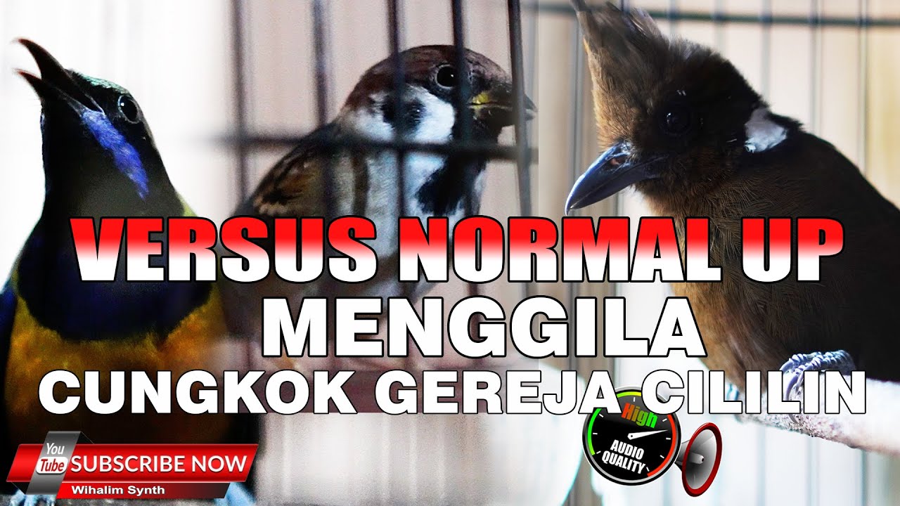 MASTERAN MURAI BATU SPESIAL DI ATAS NORMAL VERSUS CUCAK CUNGKOK VS CILILIN VS GEREJA TARUNG TUNGGAL