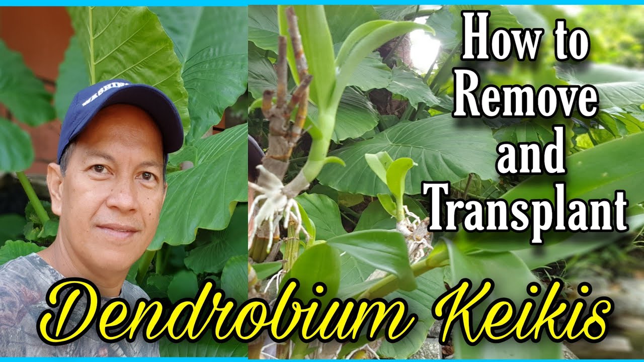 How to Transplant and Remove Dendrobium orchid keikis/Paano mag transplant ng dendrobium kekis