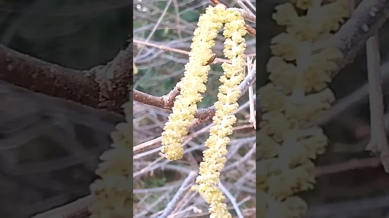 Look out for RED Hazel flowers this month. Male catkins are known as lamb's tails #nature  #hazel