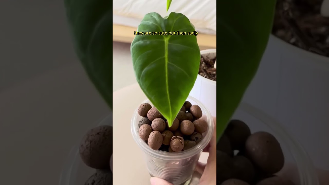 What Happens When Your Plants get PREGNANT 🤰🏻 #shorts #houseplants #plantparent #indoorplants