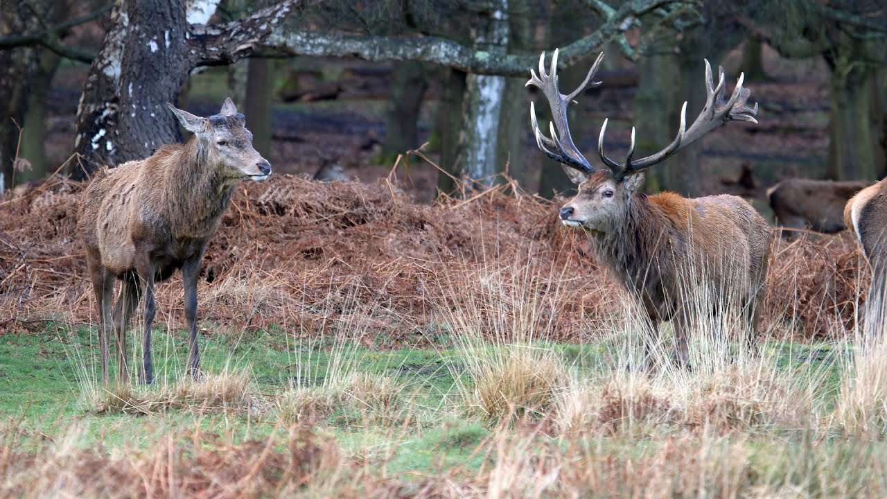 Red deer stags at antler shedding time - Richmond Park