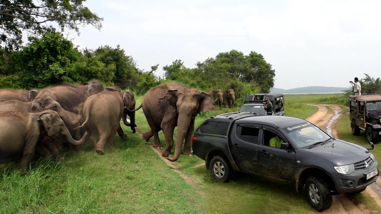 The herd of elephants surrounded the group of wildlife officials | Wildlife | Elephants | Animals