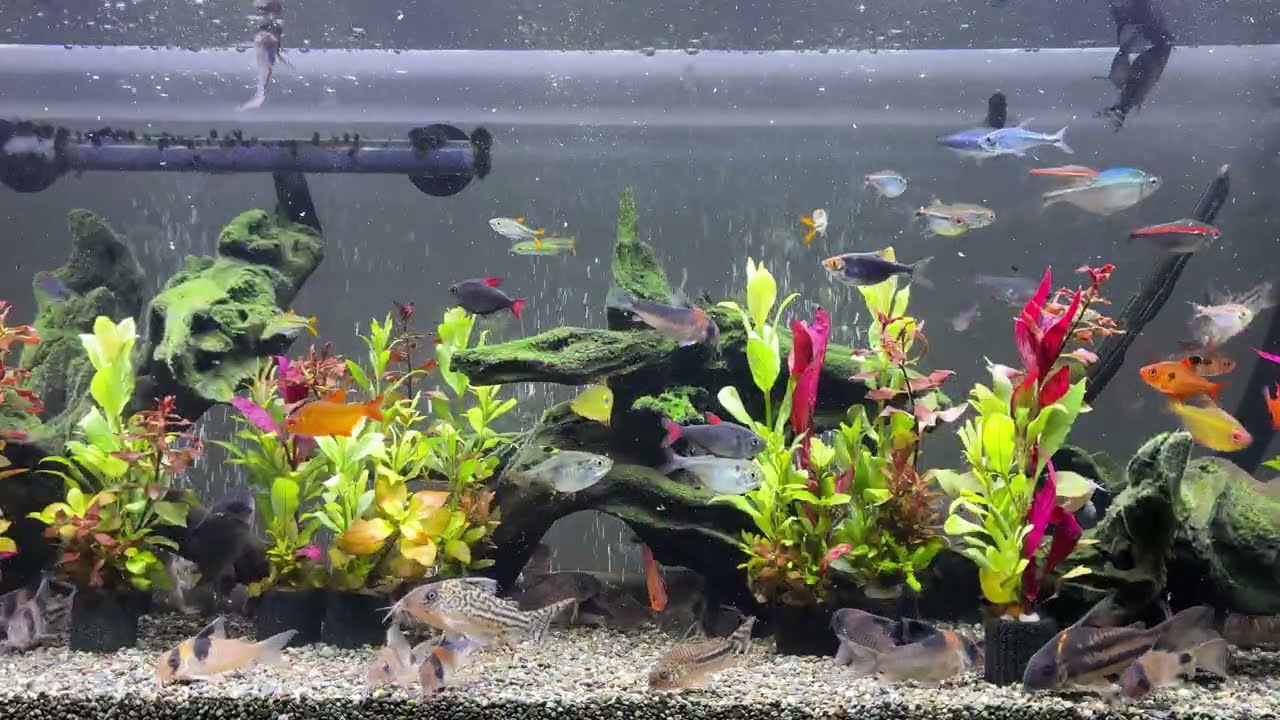 Relaxing Aquarium 1659 / 熱帯魚50種混泳水槽 アクアリウム 4K
