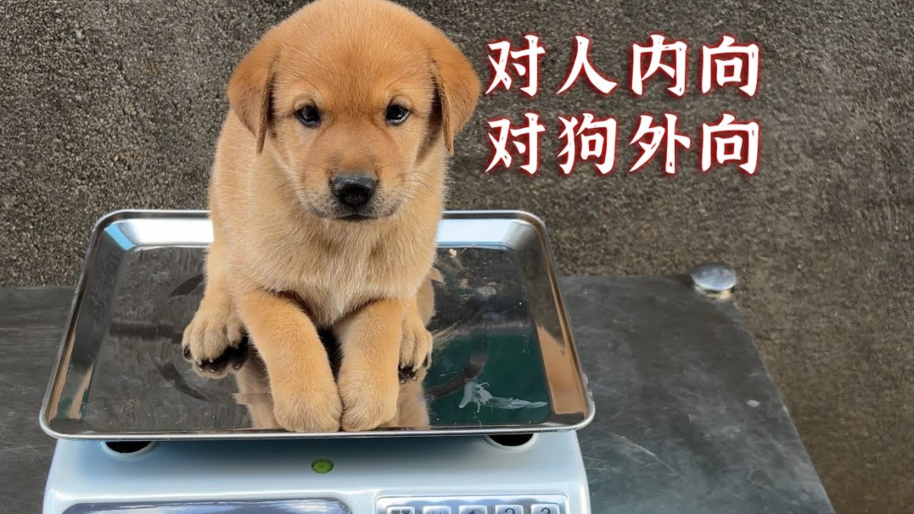 小奶狗在院子里玩疯了