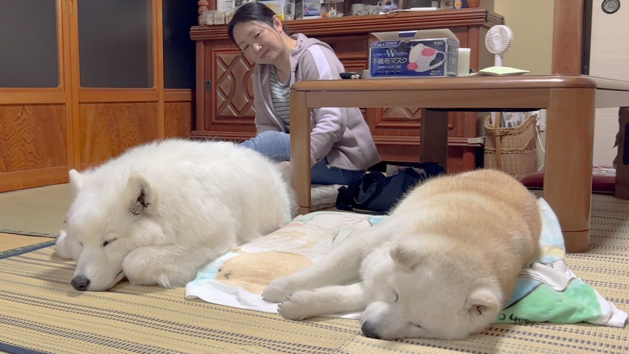 柴犬を母親だと思っているサモエド、並んで一緒に寝る幸せな光景
