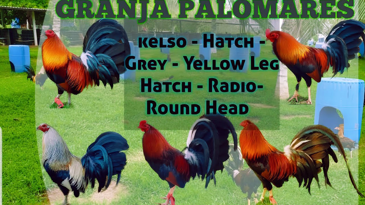 Granja Palomares 🔥🔥🔥 Pura Lumbre 🐓🐓🐓🐓