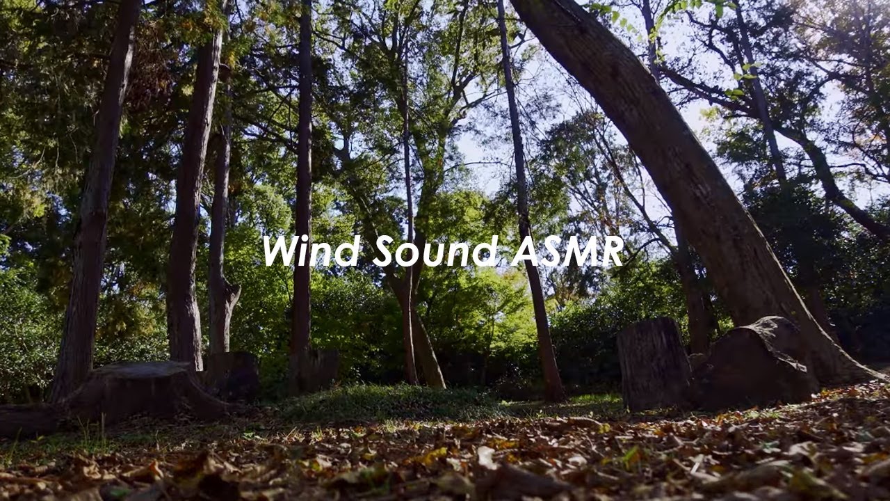 森の中で風の音を聴く | 3時間 wind sound |  ASMR | 睡眠