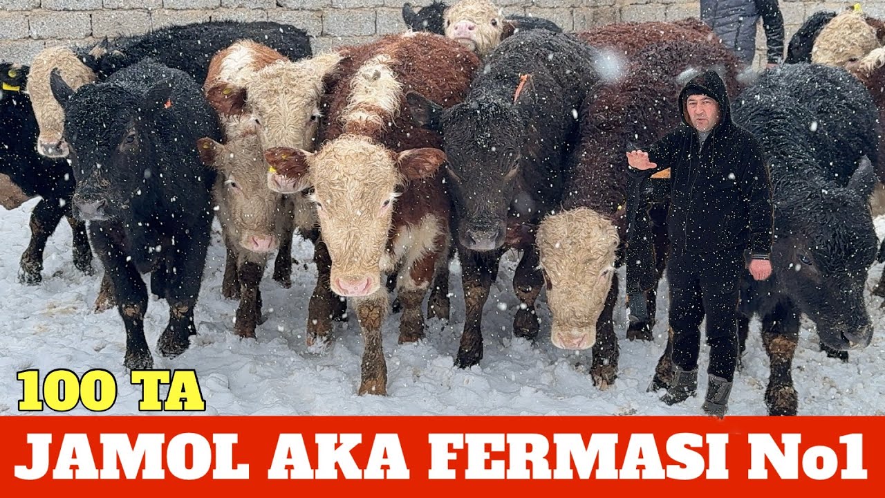 JAMOL AKA 100 BOSH ANGUS SIMENTAL GREFORD ARGINAL BUQACHALARI KELDI TOZZALARI