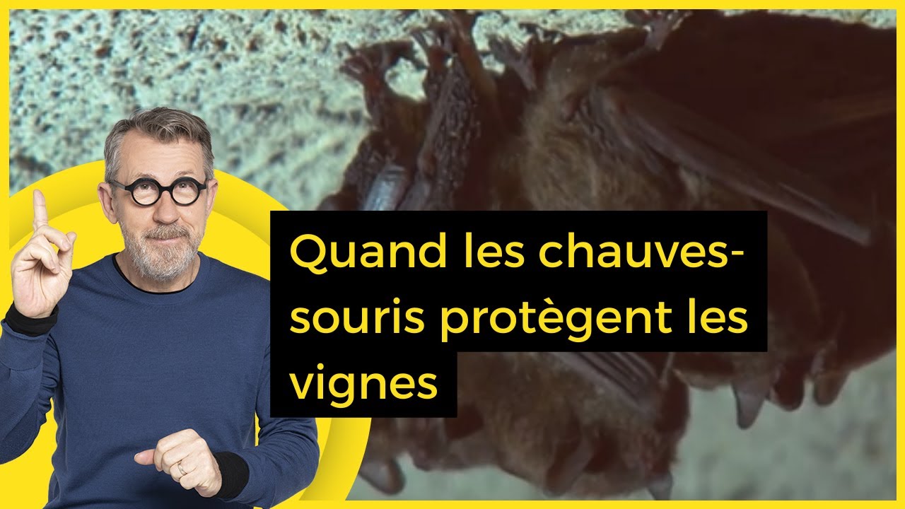 Quand les chauves-souris protègent les vignes - C Jamy