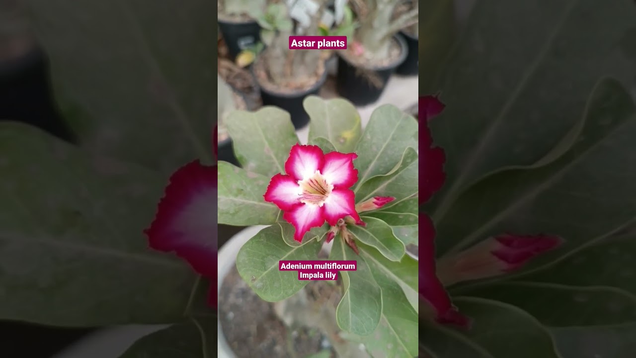 Adenium multiflorum/Impala lily ll desert rose ll rosa do deserto ll Astar plants & gardening tips
