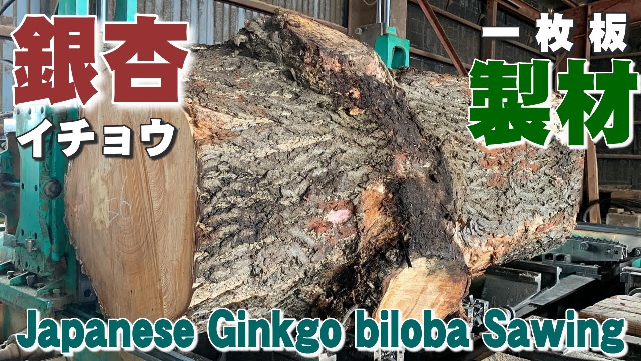 【大きな枝の原木】　銀杏(イチョウ)を製材しました。【木の店さんもく】Japanese Ginkgo biloba Sawing