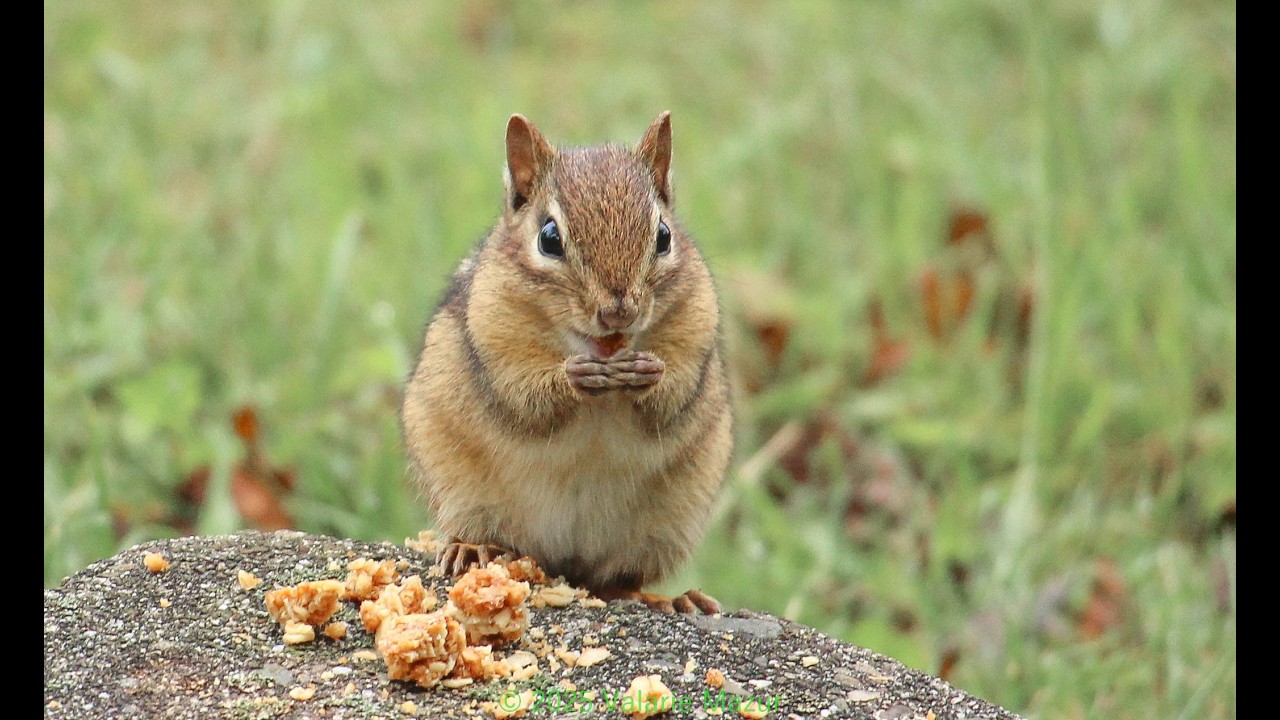 Chipmunk, Deer, Turtle, Birds July 12, 2025