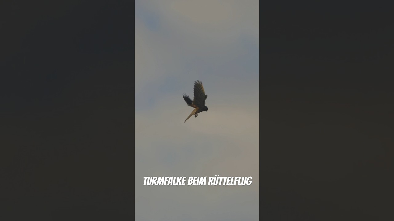 Turmfalke - Wildlife Aachen #turmfalke #falke #kestrel #falcon #wildanimals #wildlife #nature #birds