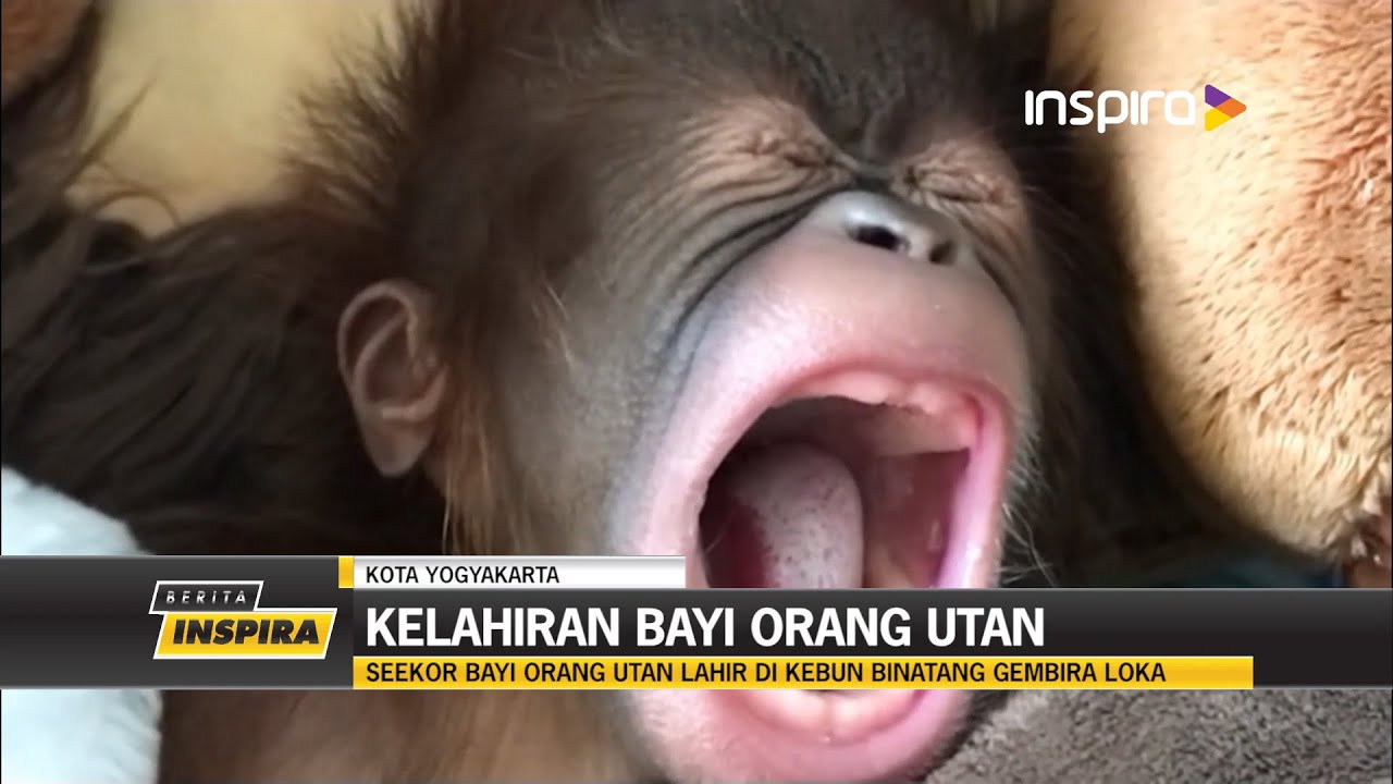 Seekor Bayi Orang Utan Lahir di Kebun Binatang Gembira Loka