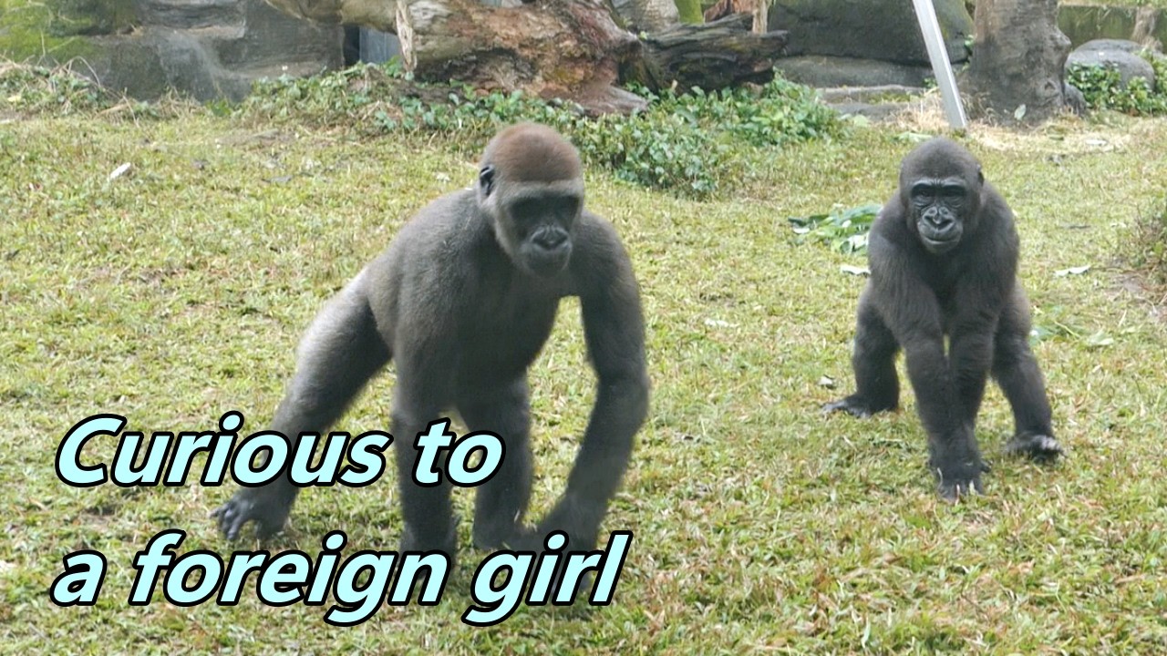 Gorilla Jabali and Ringo were curious to a foreign girl. / Jabali和 Ringo對一位外國遊客很好奇
