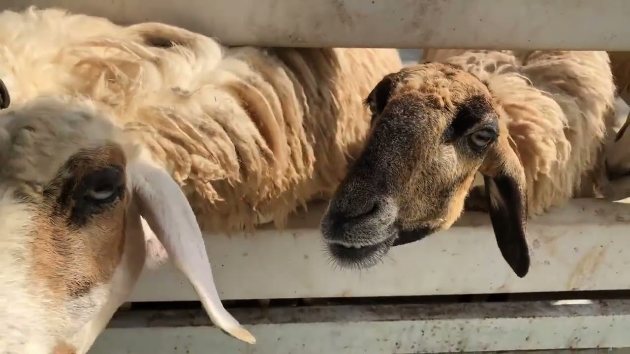 Nasce in Sardegna la prima piattaforma digitale integrata per la filiera ovina.