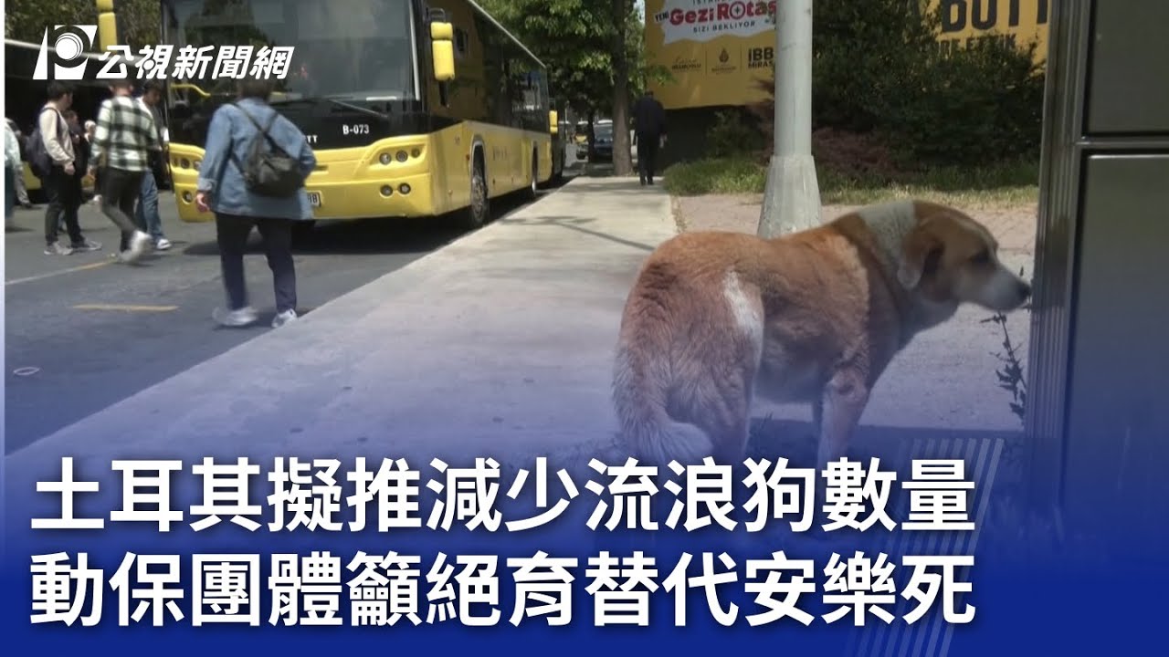土耳其擬推減少流浪狗數量 動保團體籲絕育替代安樂死｜20240531 公視新聞全球話