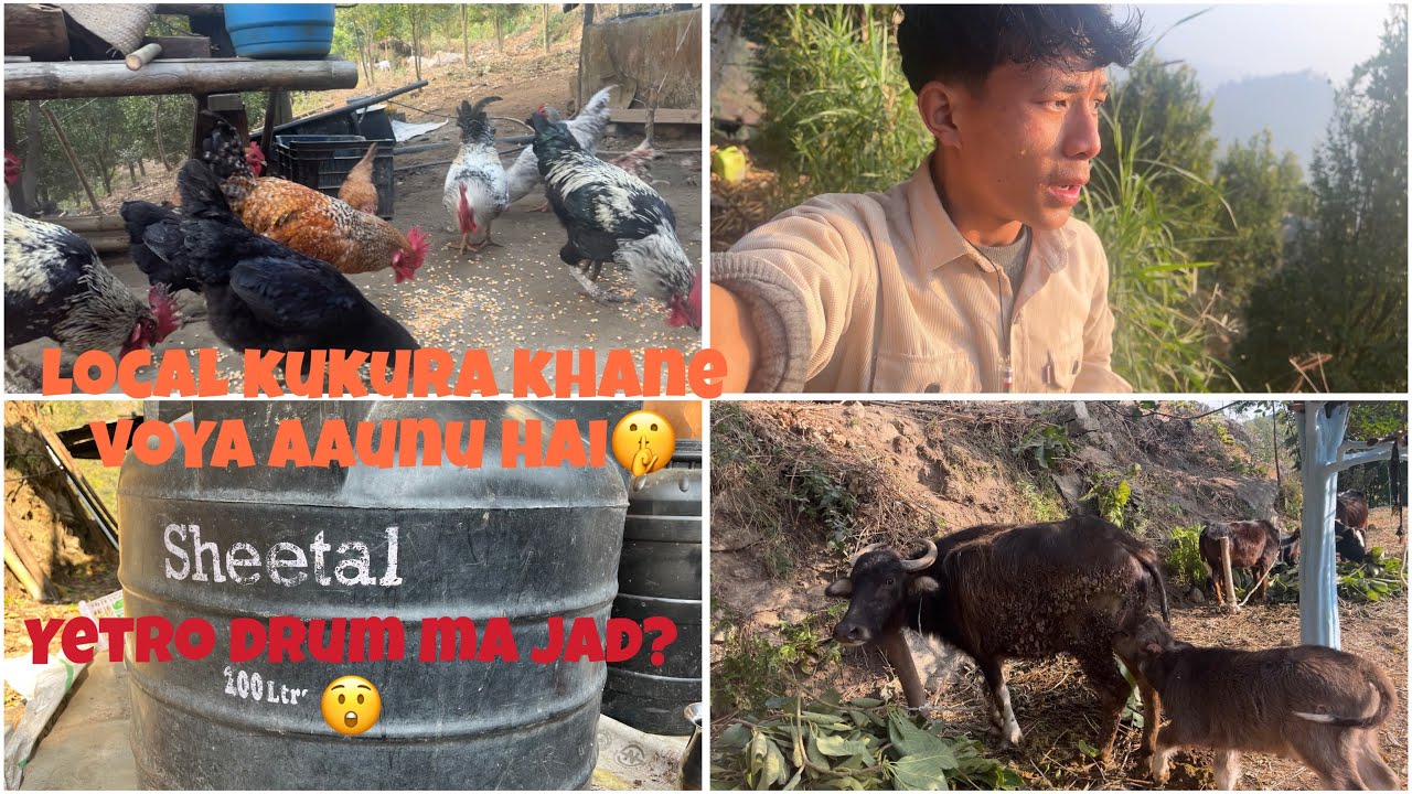 Ghar ma Eklai 3 tira kam garnu parako xa😩Gai bastu aalik thorai voyo eak Jana lai😭