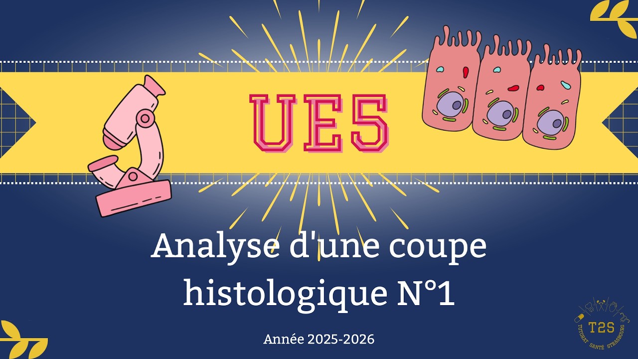 UE5 - Analyse d'une coupe histologique