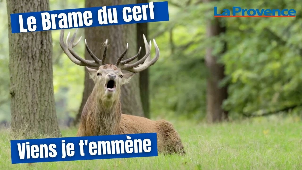 Viens je t'emmène écouter le brame du cerf