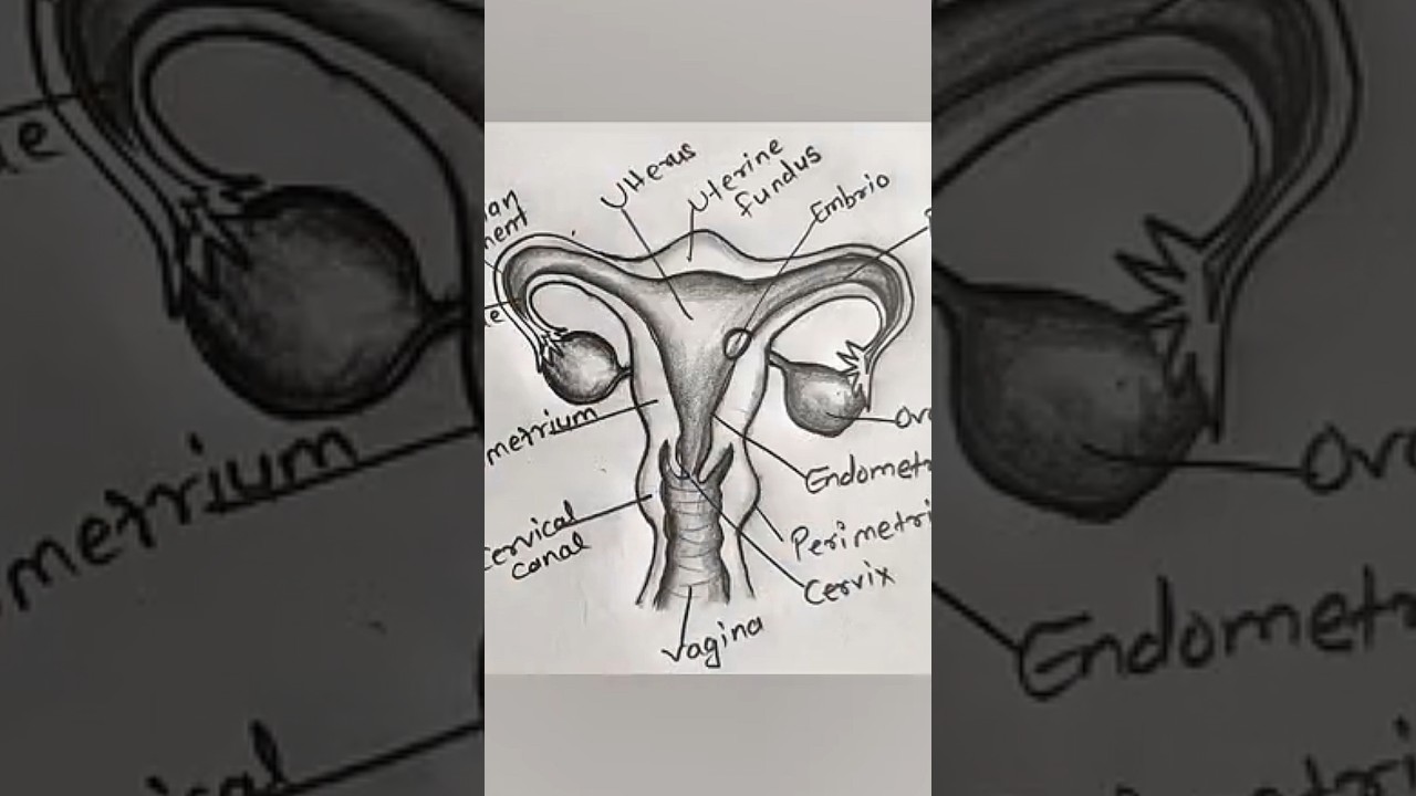 Female Reproductive System Drawing | Labeled Biology Diagram for Students