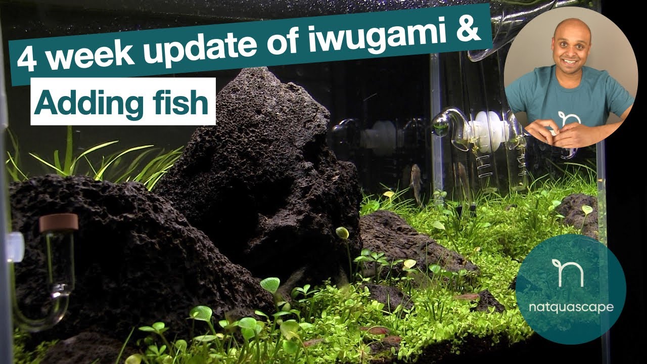 Adding fish to nano iwugami aquascape