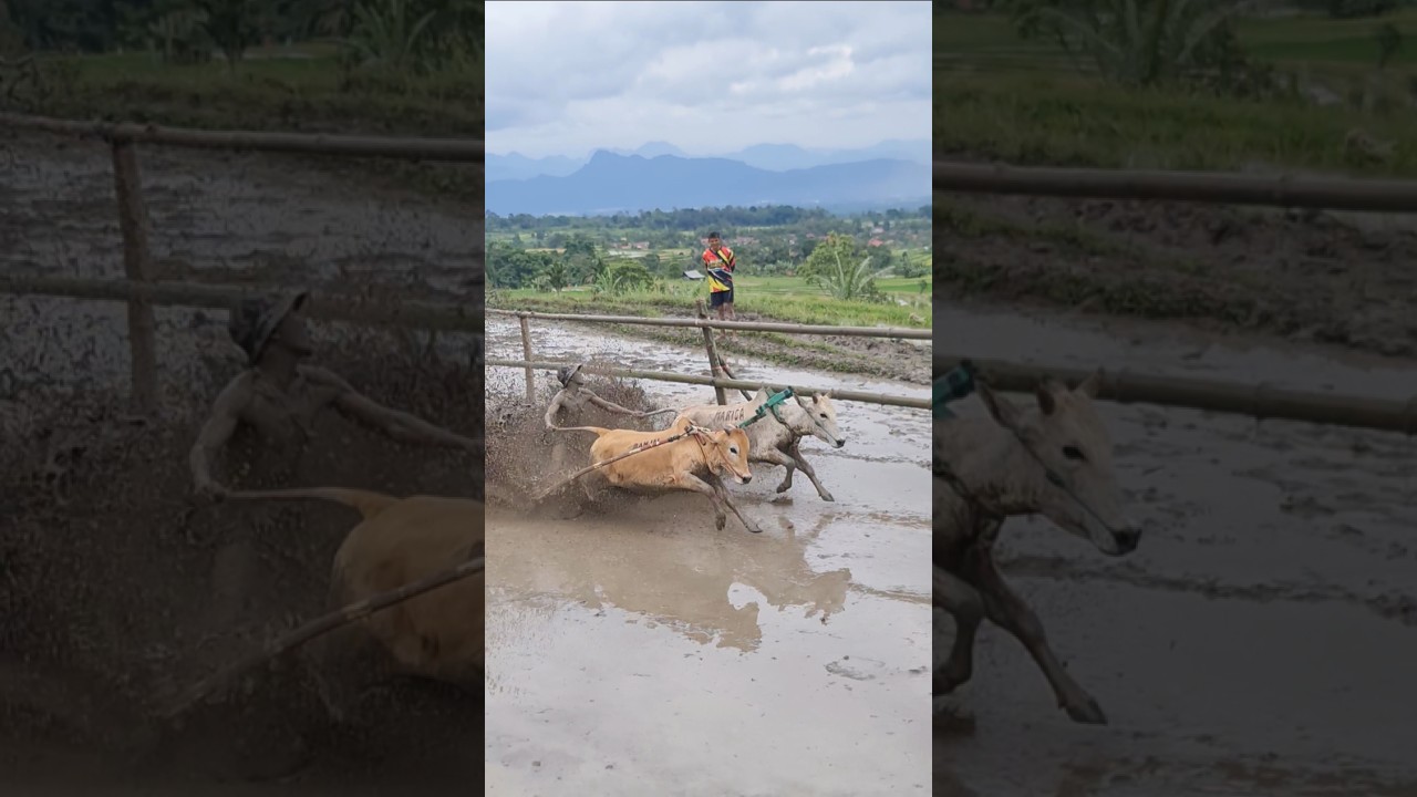 Pacu Jawi story‼️(bullrace)#shorts #minangkabau #traditional #sumatrabarat #wonderfulindonesia #sapi