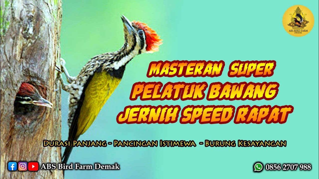 MASTERAN SUPER PELATUK BAWANG JERNIH SPEED RAPAT