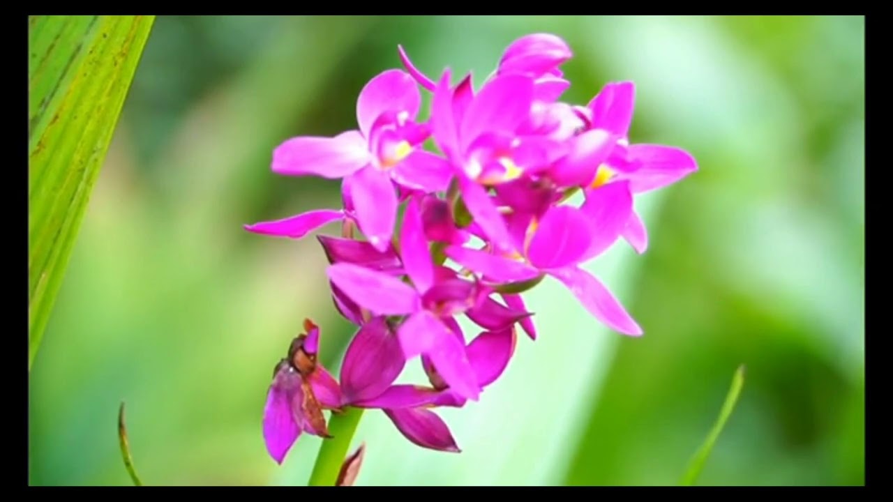 HỜ HỮNG (Đăng Khôi) - KARAOKE