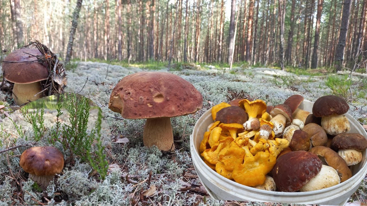 Грибы🍄 Боровые/ ЗВЕРИ РЯДОМ /Кто рано встаёт,  Тот собирает весь урожай / Сказочный Лес/ГРИБЫ ЖДАЛИ