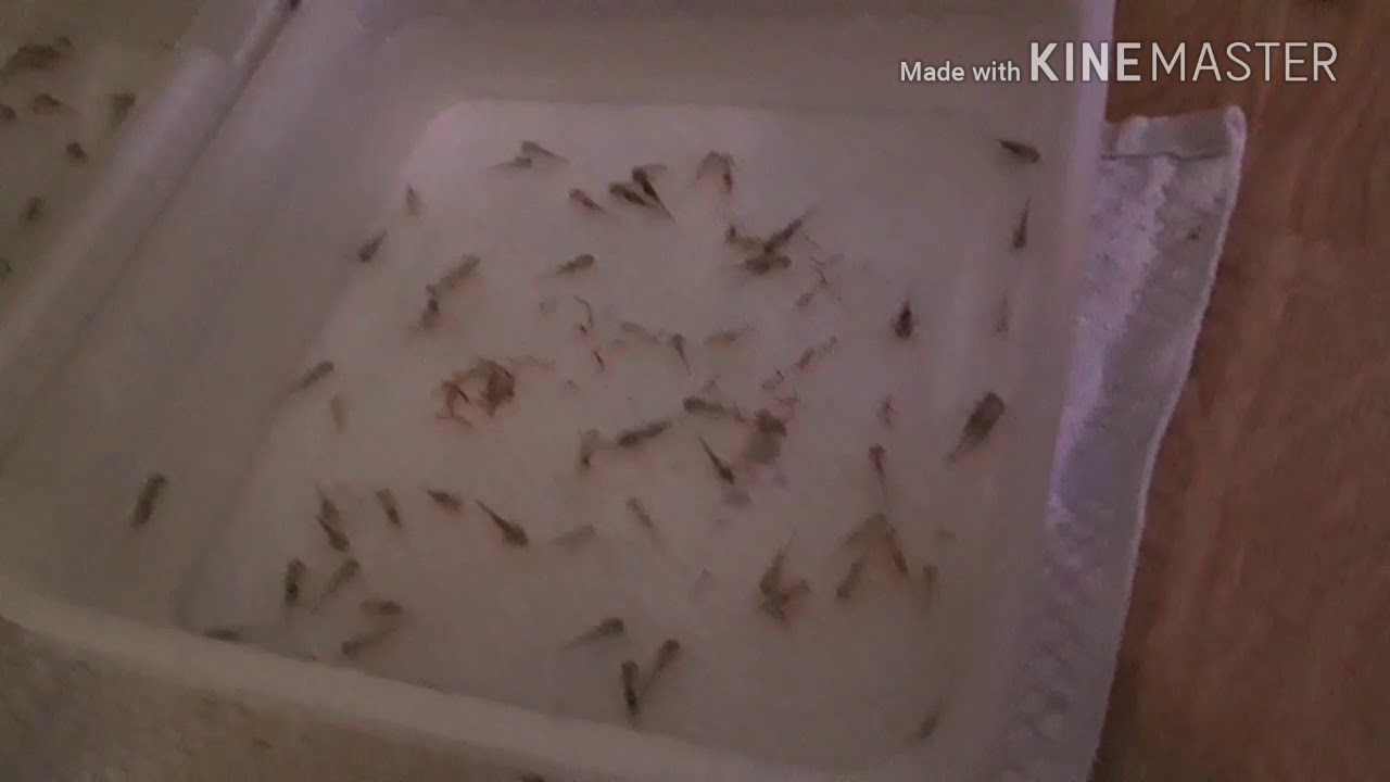 Nourisage de mes b&eacute;b&eacute; axolotls