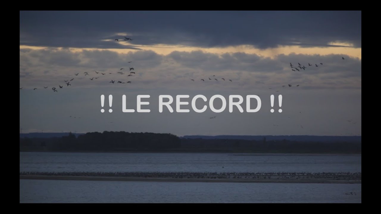 La vidéo du record !! + de 83 000 grues cendrées s'envolent au lac du Der