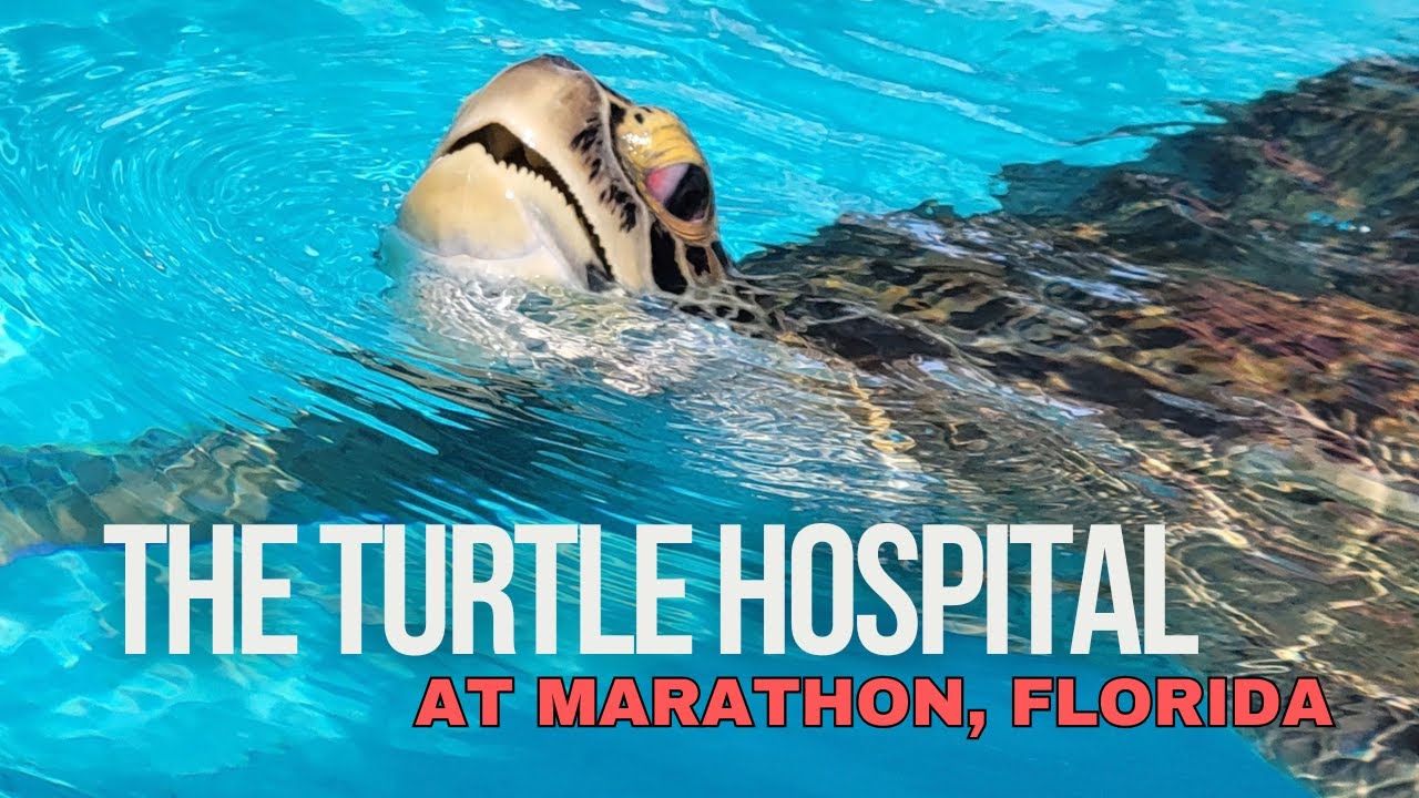 The Turtle Hospital at Marathon, Florida