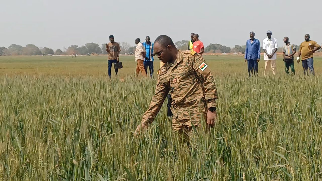 Burkina Faso : Le Commandant Ismaël Sombié visite un champ de blé à Banzon
