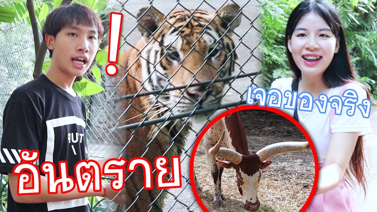 ใจหาย!! โดนเสือไล่กิน ห้ามเข้าใกล้!..สัตว์โลกน่ากลัว
