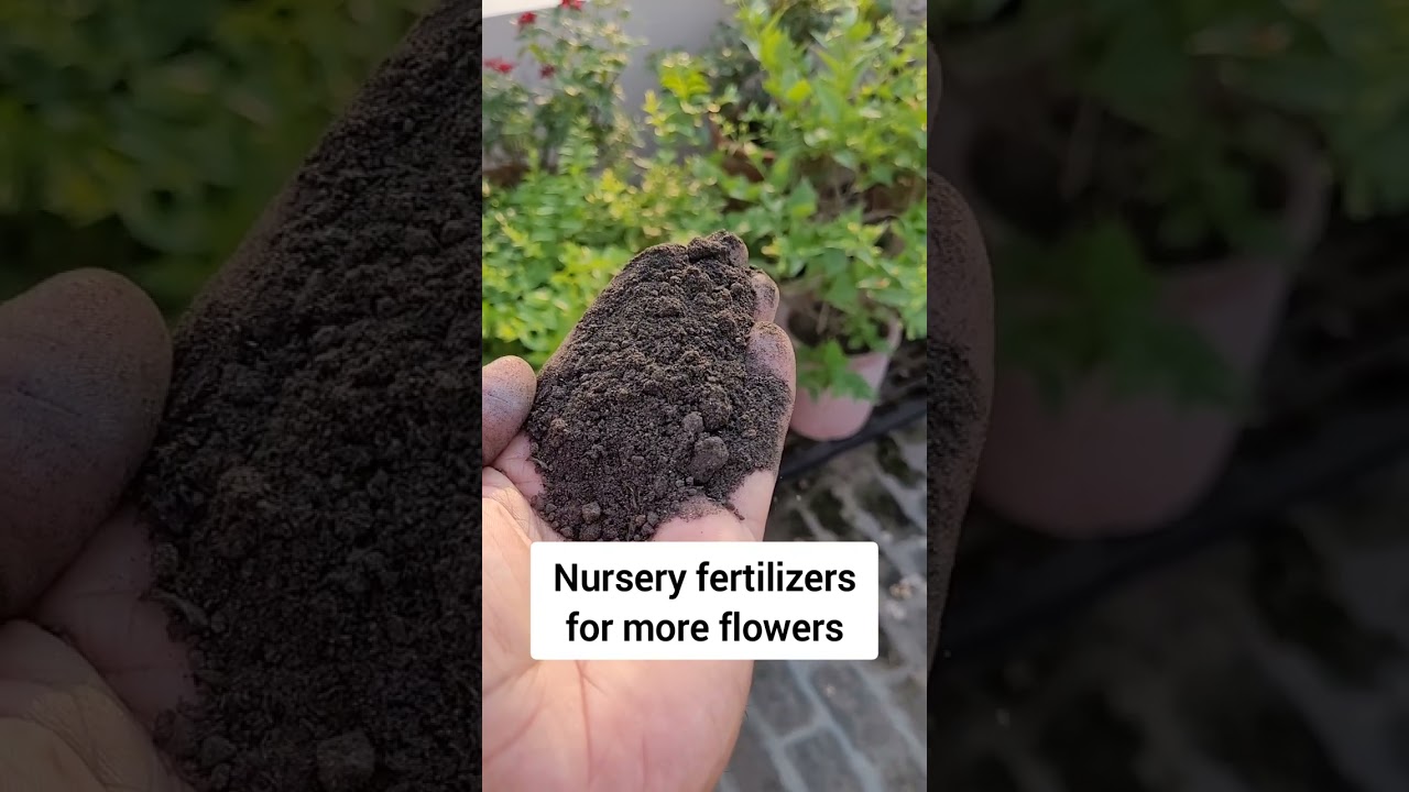 Nursery secret fertilizers for more flowers #shorts #govtnursery