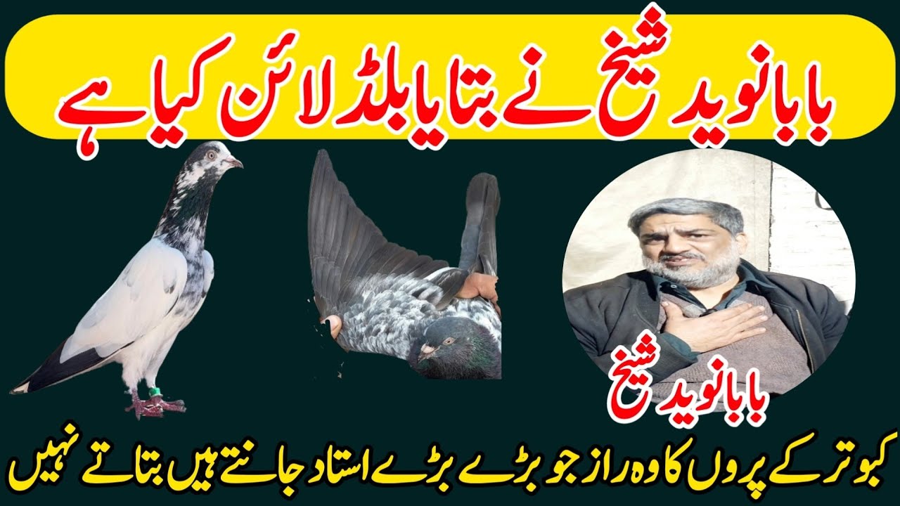 BABA NAVEED SHAIKH NE BTAYA BOLAD LINE  KEA H 