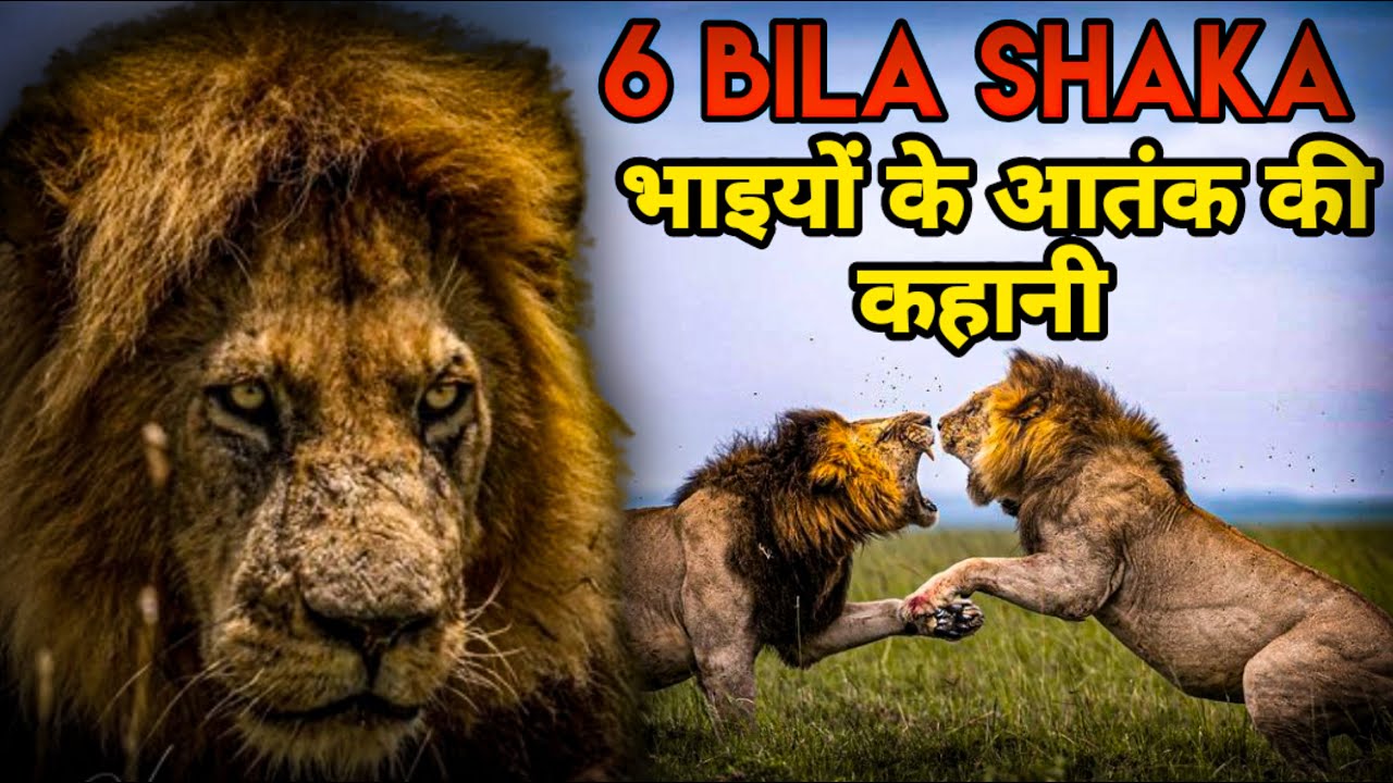Bila Shaka के नाम से मशहूर 6 जानलेवा शेरों की कहानी । Facts Phylum